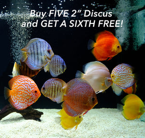 How About The Sixth Discus FREE?