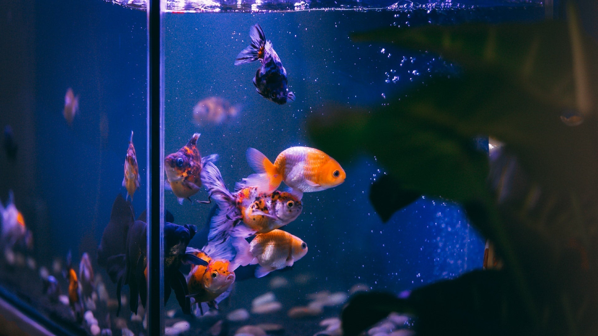 Beginner's Guide: Setting Up Your First Aquarium | iFish Store