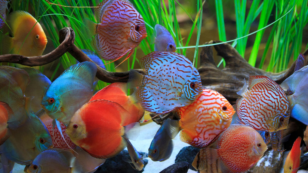 Discus fry care cheap