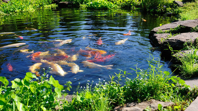 Pond Fish: Tips and Tricks for Healthy and Happy Water Creatures