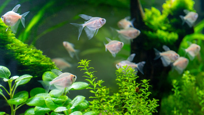 Freshwater Aquarium Maintenance 101: Keeping Your Tank Clean and Healthy