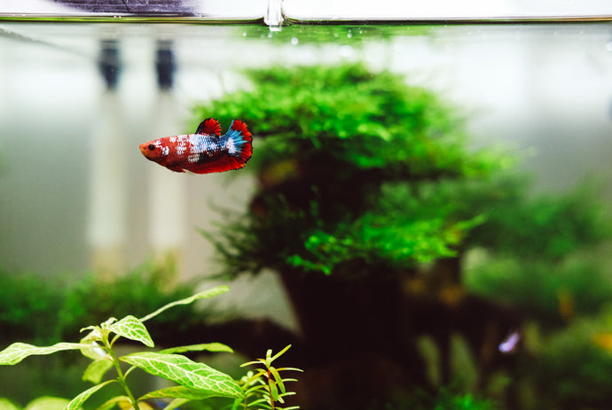 Our 4 Favorite Aquarium Plants That Everyone Should Try