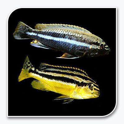 African Cichlid