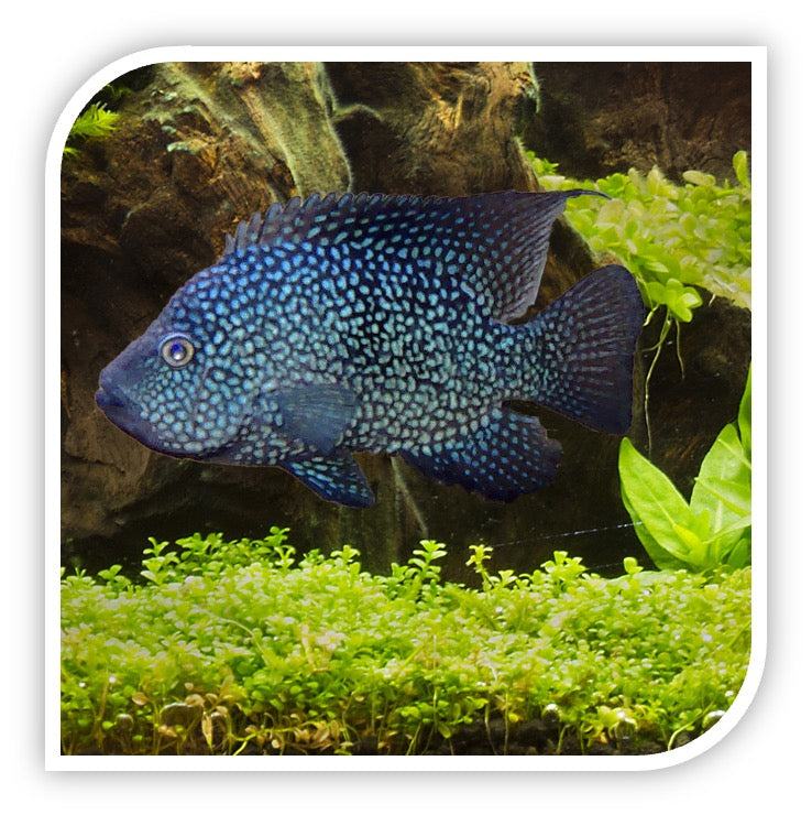 Central American Cichlid