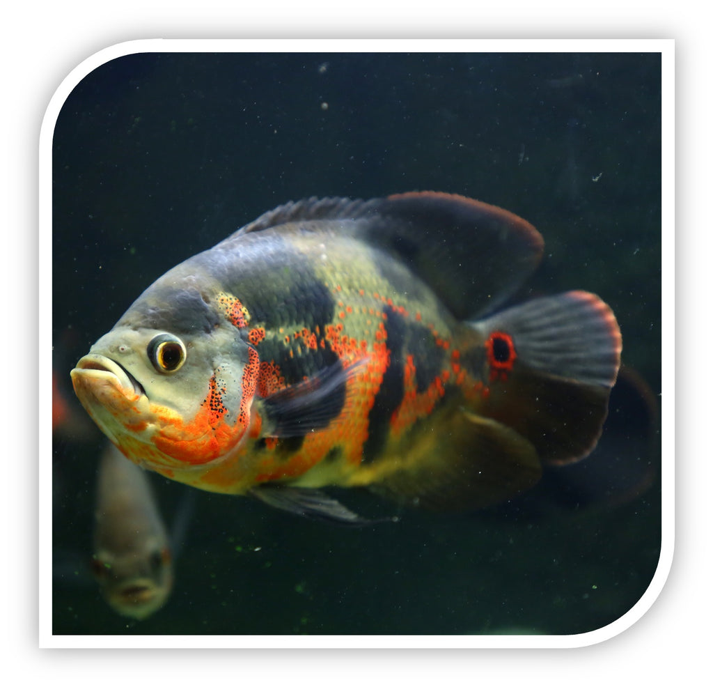 South American Cichlid