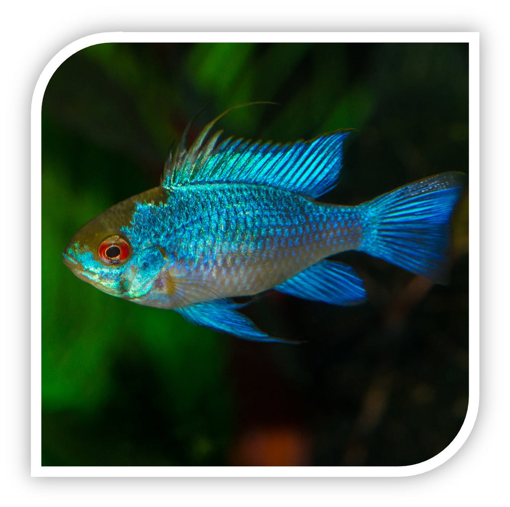 Electric Blue Ram Cichlid