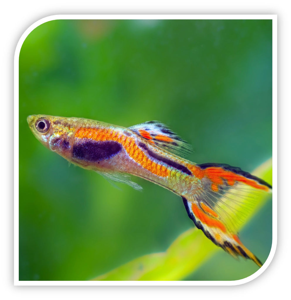 Endler's Livebearer Guppy Guppy Fish For Sale – The iFISH Store