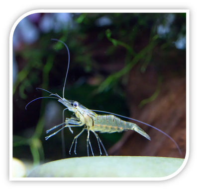 Invertebrates | Ghost Shrimp