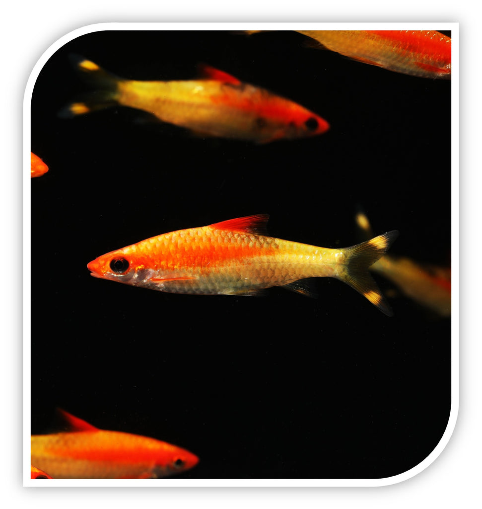 Gold Roseline Barb