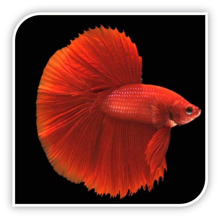 Half Moon Betta (Assorted Colors - Our Pick)