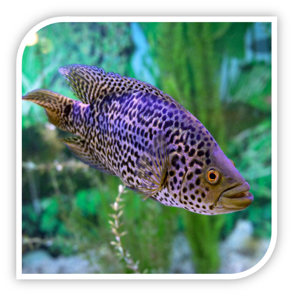 Managuensis - Jaguar Cichlid