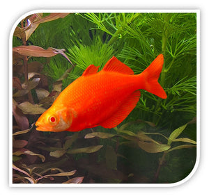 Rainbow Fish | Orange Albino Millenium Rainbow