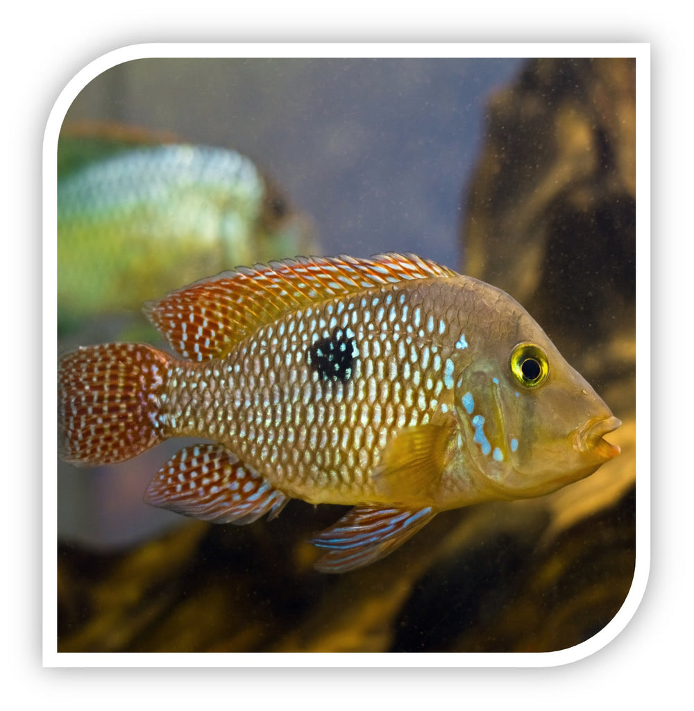 Geophagus brasiliensis - Pearl Cichlid