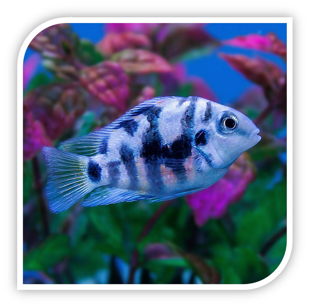 Polar Blue Parrot Cichlid