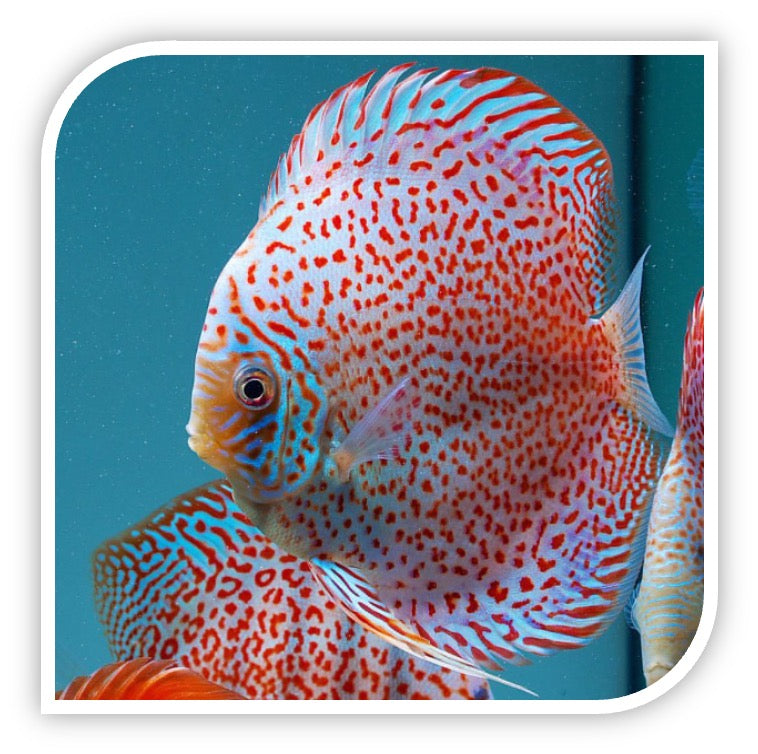 Discus - Red Leopard Discus