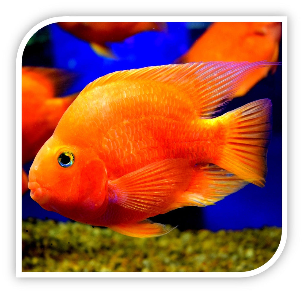 Red Parrot Cichlid