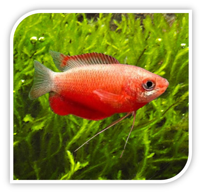 Red Honey Dwarf Gourami