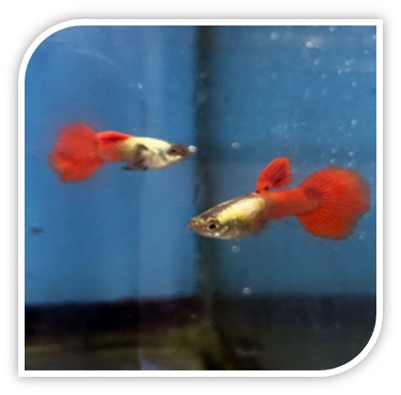 Santa Claus Guppy Pairs
