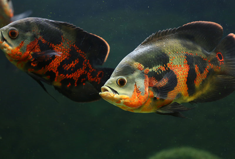 Pair of Oscar cichlids with striking black and orange patterns swimming in freshwater aquarium.