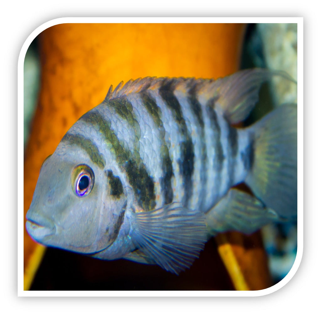 Striped Convict Cichlid
