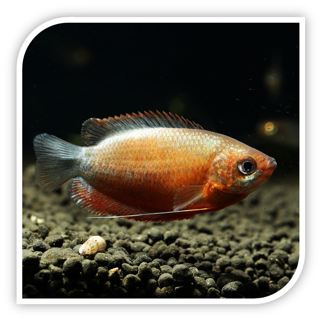 Sunset Thick Lip Gourami