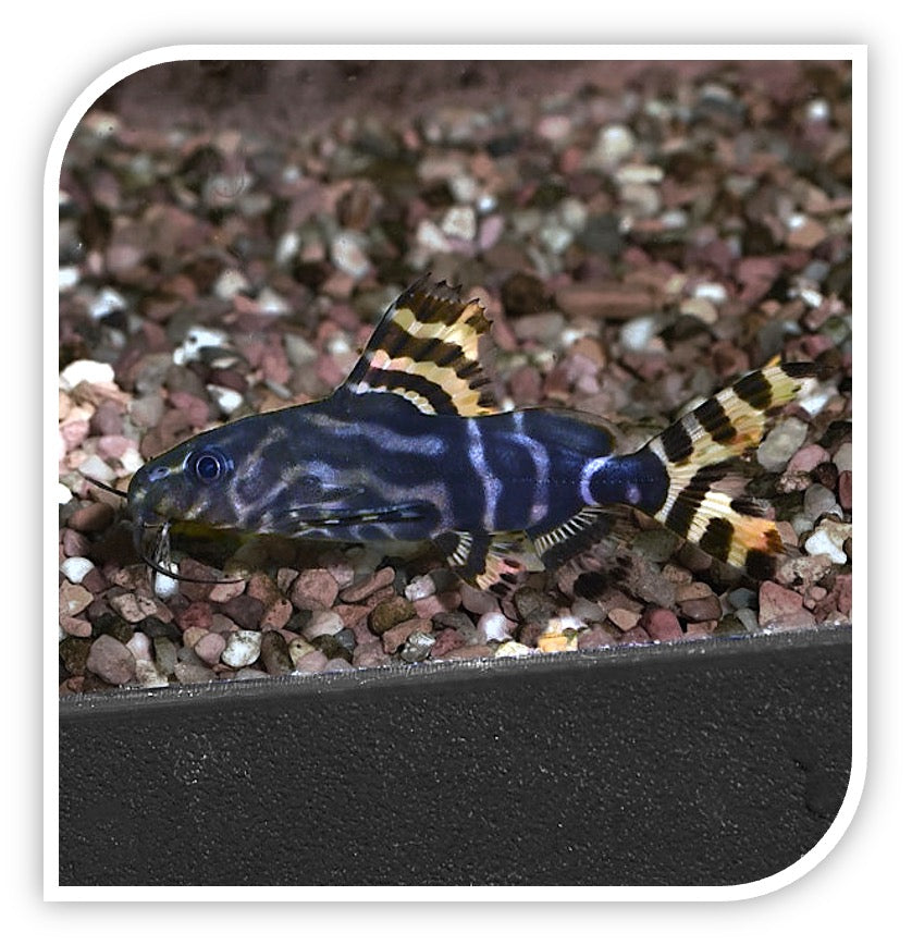 Synodontis Angelicus/Eupterus Hybrid Catfish Aquarium Catfish For