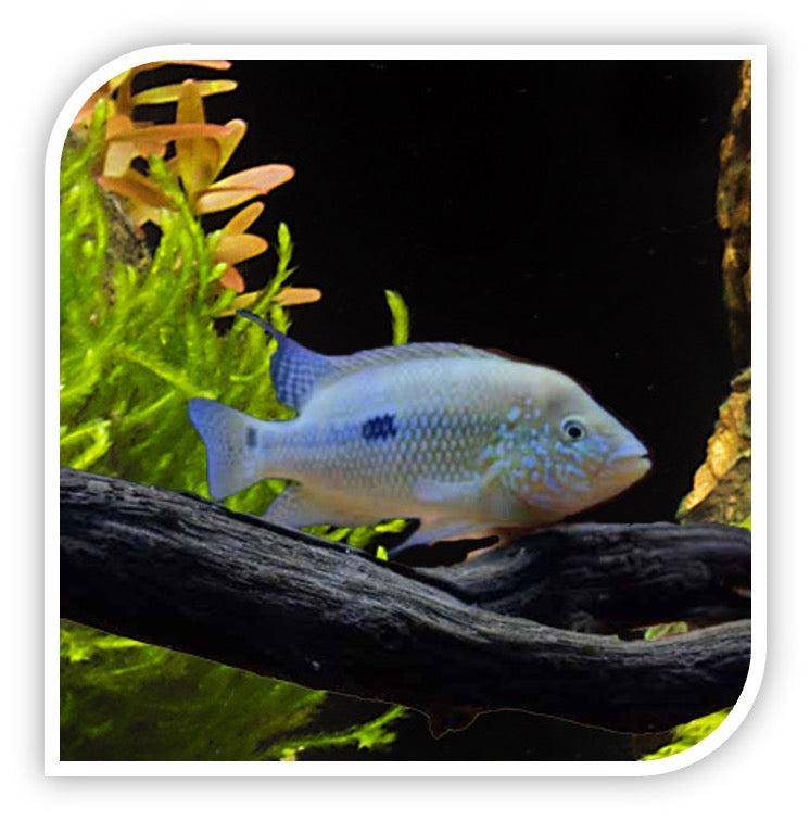 Umbriferum - Umbee Cichlid