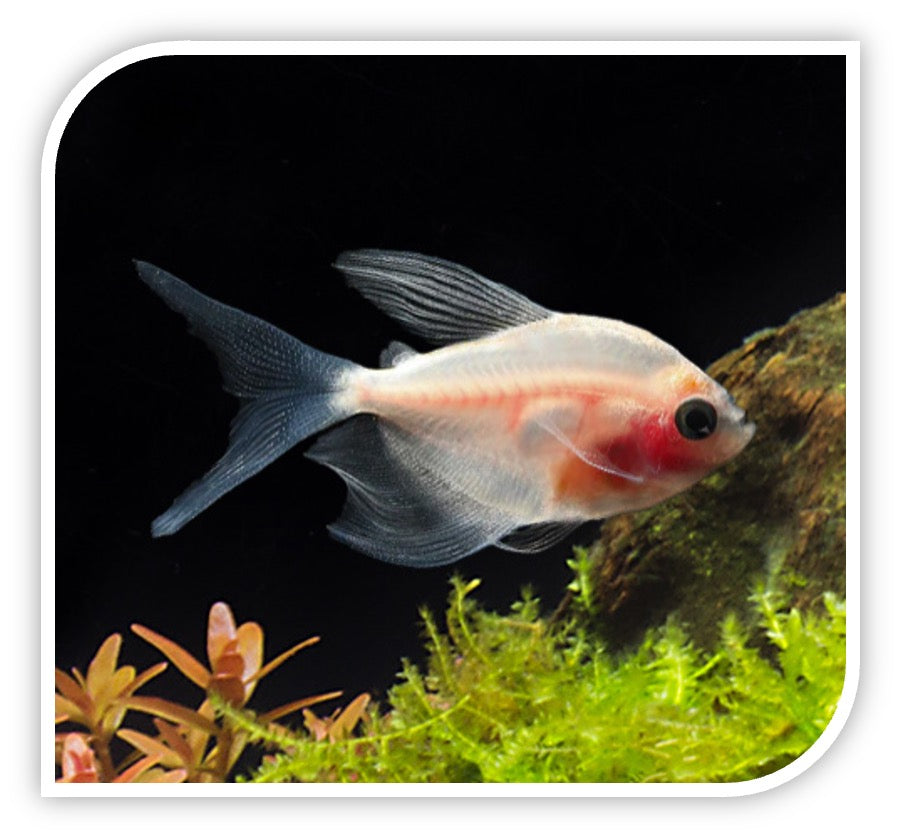 White Hi-Fin Blushing Tetra