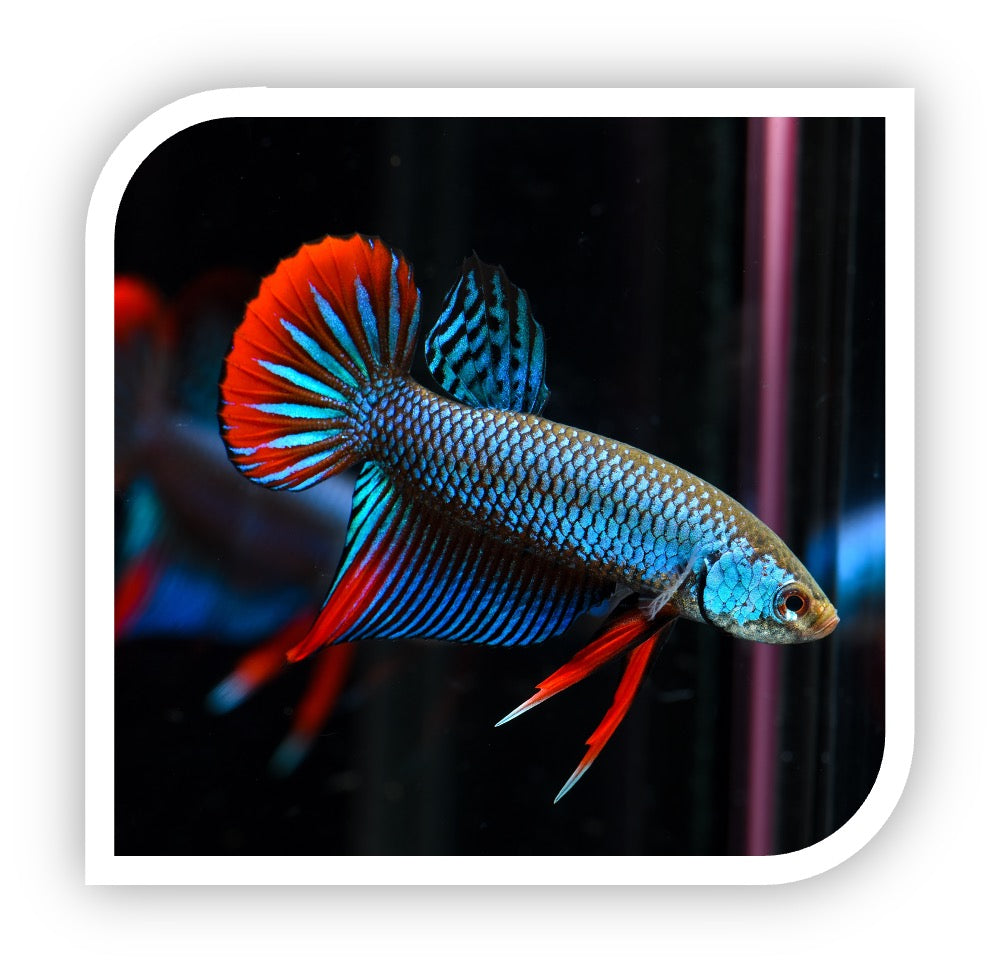Wild Betta