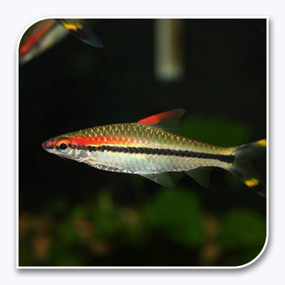 Red Line Torpedo Barb