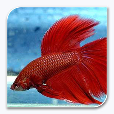 Blue or Red Betta