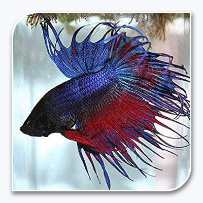 Crown Tail Betta (Multi-Colored)