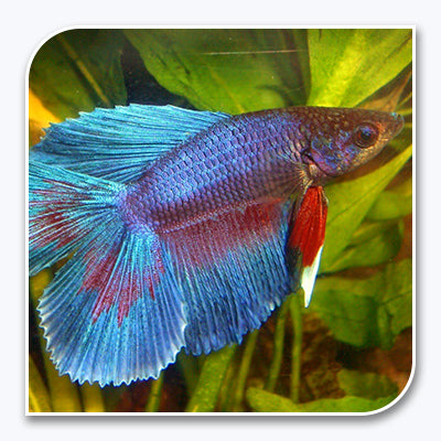Double Tail Betta (Multi-Colored)