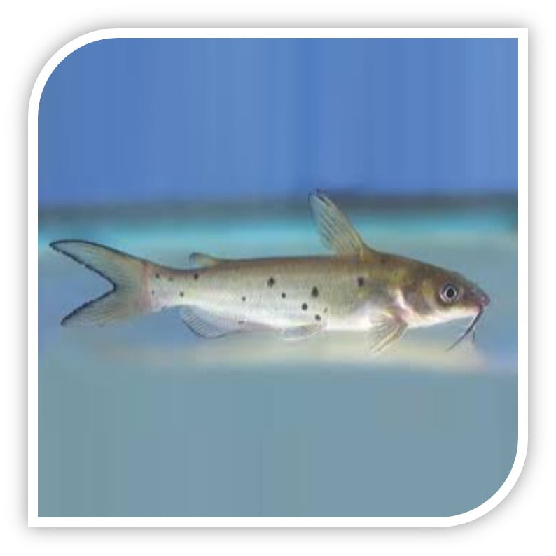 Blue Channel Catfish