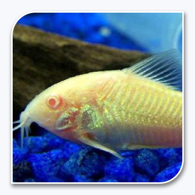 Albino Cory Catfish