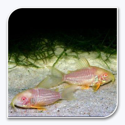 Albino Sterbai Corydoras Catfish