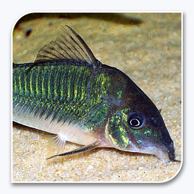 Green Cory Catfish