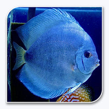 Discus | Blue Diamond Discus