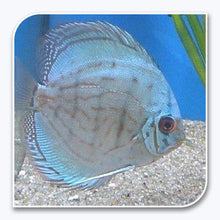 Discus | Cobalt Blue Discus