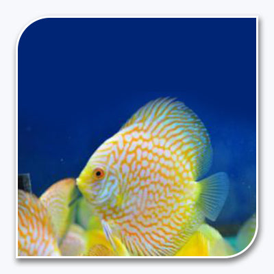 Discus - Gold Pigeon Blood Discus