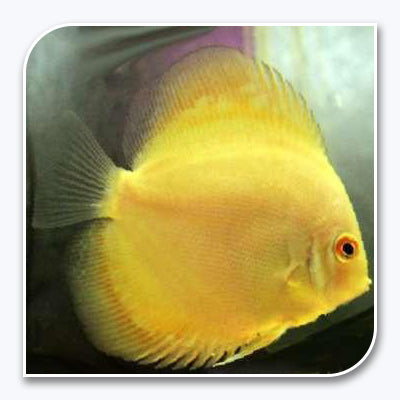 Discus - Golden Discus
