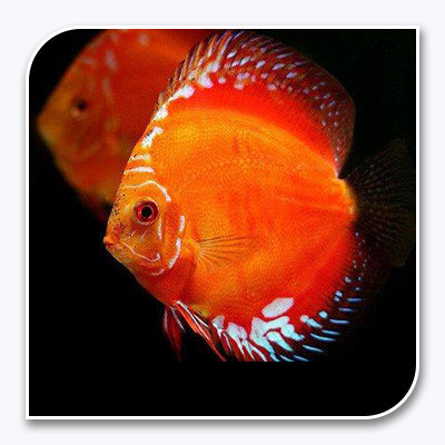 Discus - Marlboro Red Discus