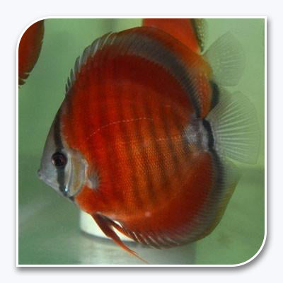 Discus - Rose Red Discus