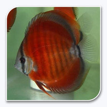 Discus | Rose Red Discus