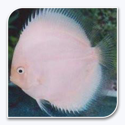 Discus - White Diamond Discus