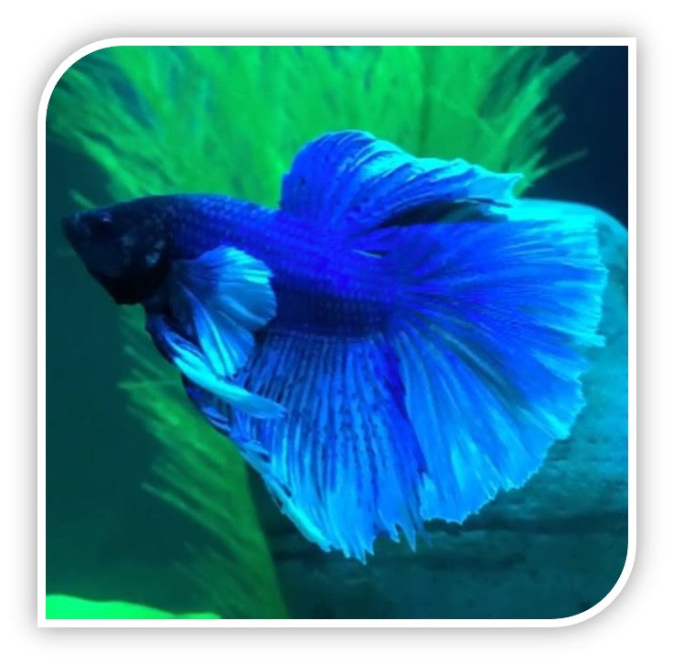 Elephant Ear Betta (Assorted Colors - Our Pick)