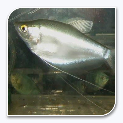 Moonlight Gourami