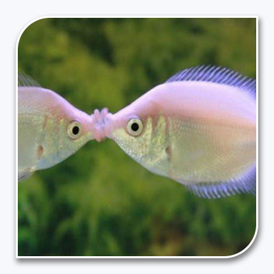 Pink Kissing Gourami