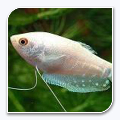 Platinum Gourami