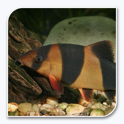 Loaches